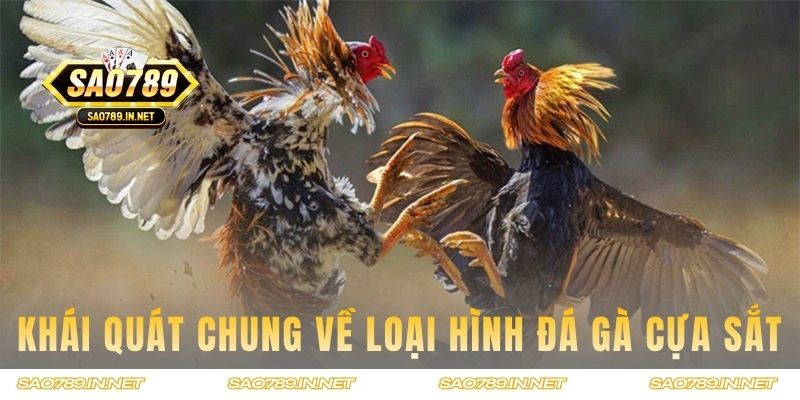 Khái quát chung về loại hình đá gà cựa sắt