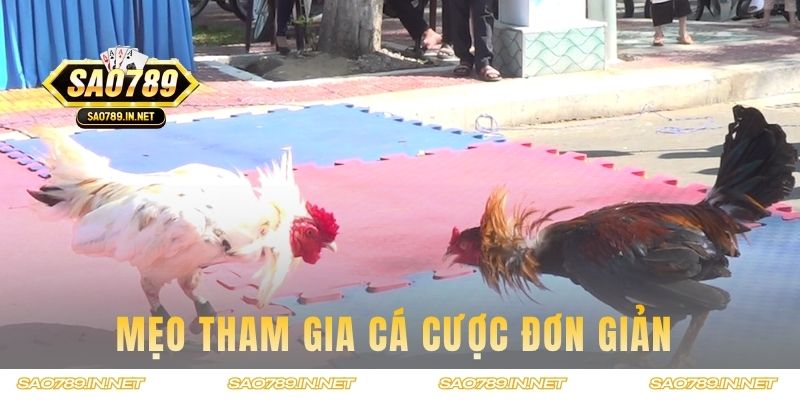 Mẹo tham gia cá cược đơn giản cho tay chơi
