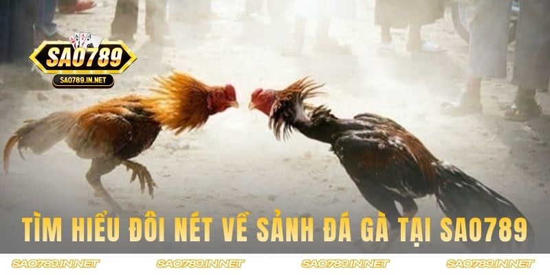 Tìm hiểu đôi nét về sảnh đá gà tại Sao789