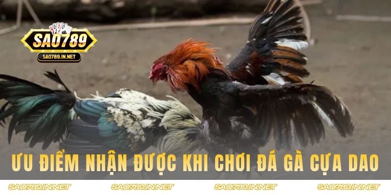 Ưu điểm nhận được khi bet thủ chơi đá gà cựa dao